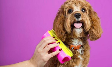Tangle Teezer launches Pet Teezer 